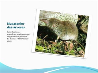 Musaranhodas-árvores
Semelhante aos
mamíferos insetívoros que
originaram os primatas,
há mais de 70 milhões de
anos.

 