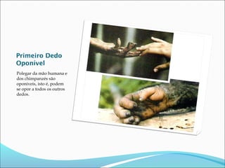 Primeiro Dedo
Oponível
Polegar da mão humana e
dos chimpanzés são
oponiveis, isto é, podem
se opor a todos os outros
dedos.

 