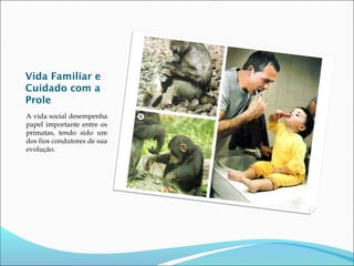 Vida Familiar e
Cuidado com a
Prole
A vida social desempenha
papel importante entre os
primatas, tendo sido um
dos fios condutores de sua
evolução.

 