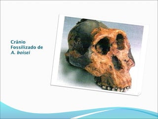 Crânio
Fossilizado de
A. boisei

 