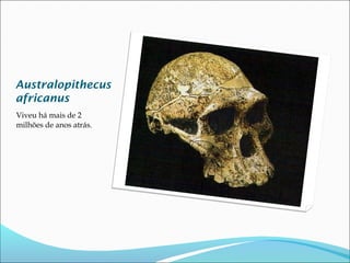 Australopithecus
africanus
Viveu há mais de 2
milhões de anos atrás.

 
