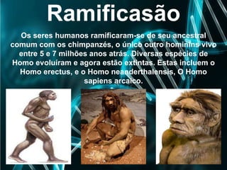 Ramificasão
Os seres humanos ramificaram-se de seu ancestral
comum com os chimpanzés, o único outro hominins vivo
entre 5 e 7 milhões anos atrás. Diversas espécies de
Homo evoluíram e agora estão extintas. Estas incluem o
Homo erectus, e o Homo neanderthalensis, O Homo
sapiens arcaico.
 