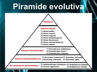 Piramide evolutiva
 