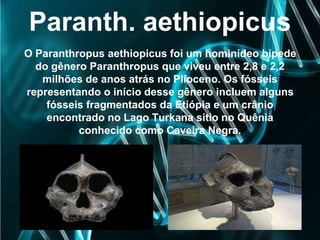 Paranth. aethiopicus
O Paranthropus aethiopicus foi um hominídeo bípede
do gênero Paranthropus que viveu entre 2,8 e 2,2
m...