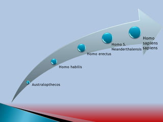 Australopthecos
Homo S.
Homo
sapiens
Neanderthalensis sapiens
Homo erectus
Homo habilis
 