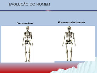 Homo sapiens Homo neanderthalensis
 