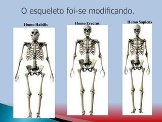 Homo Habilis Homo Erectus Homo Sapiens
 