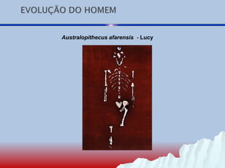 Australopithecus afarensis - Lucy
 