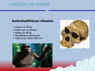 Australopithecus robustus
• Viviam na África.
• Maior que os demais.
• Massa de 40 kg.
• Mandíbula proeminente
• Volume do crânio 500 cm3.
 