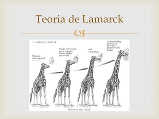 
Teoria de Lamarck
 