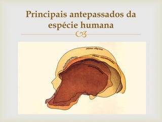 
Principais antepassados da
espécie humana
 