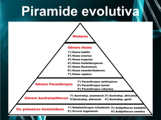 Piramide evolutiva
 