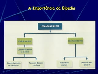 A Importância da Bipedia
 