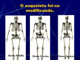 O esqueleto foi-se
           modificando.




Homo Habilis   Homo Erectus   Homo Sapiens
 