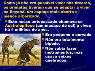 Como já não era possível viver nas árvores,
os primatas tiveram que se adaptar a viver
na Savana, um espaço mais aberto e
menos arborizado.
  Este nosso antepassado chamava-se
 Australopiteco (um macaco do sul) e viveu
 há 4 milhões de anos.
                    Era pequeno e curvado
                    Não era totalmente
                    bípede.
                    Não sabia fazer
                    instrumentos, mas
                    usava seixos
                    quebrados.
 