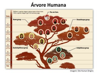 Árvore Humana
Imagem: Site Human Origins
 