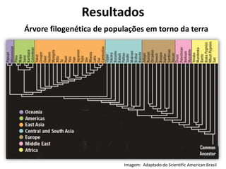 Árvore filogenética de populações em torno da terra
Resultados
Imagem: Adaptado do Scientific American Brasil
 