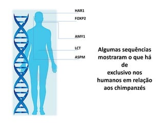 HAR1
FOXP2
AMY1
ASPM
LCT
Algumas sequências
mostraram o que há
de
exclusivo nos
humanos em relação
aos chimpanzés
 