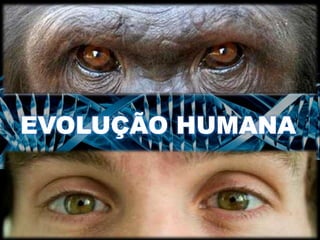 EVOLUÇÃO HUMANA
Retrocede a 6 milhões de anos
Ponto onde linhagem humana diverge da dos
Chimpanzés
Registros fósseis revel...