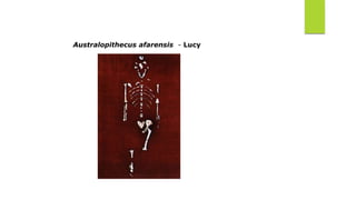 Australopithecus afarensis - Lucy
 