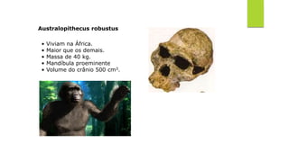 Australopithecus robustus
• Viviam na África.
• Maior que os demais.
• Massa de 40 kg.
• Mandíbula proeminente
• Volume do crânio 500 cm3.
 