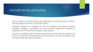 Inicialmente primatas
• Cinco dedos nas patas (antes do surgimento da postura ereta, mãos e
pés são genericamente chamados patas);
• Polegar disposto em ângulo de 90° em relação aos demais dedos
(polegar opositor), permitindo a esses animais segurarem objetos e
agarrarem-se firmemente aos galhos das árvores;
• Grande mobilidade dos membros posteriores e anteriores em relação ao
tronco, conferindo ampla gama de movimentos, o que possibilitou aos
primatas pular de galho em galho;
 