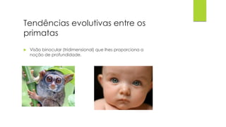 Tendências evolutivas entre os
primatas
 Visão binocular (tridimensional) que lhes proporciona a
noção de profundidade.
 