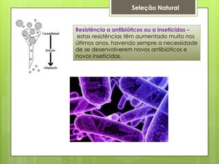 Seleção Natural
Resistência a antibióticos ou a inseticidas –
estas resistências têm aumentado muito nos
últimos anos, havendo sempre a necessidade
de se desenvolverem novos antibióticos e
novos inseticidas.
 