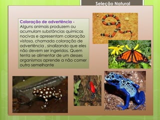Coloração de advertência -
Alguns animais produzem ou
acumulam substâncias químicas
nocivas e apresentam coloração
vistosa, chamada coloração de
advertência , sinalizando que eles
não devem ser ingeridos. Quem
tenta se alimentar de um desses
organismos aprende a não comer
outro semelhante
Seleção Natural
 