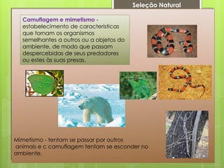 Mimetismo - tentam se passar por outros
animais e c camuflagem tentam se esconder no
ambiente.
Camuflagem e mimetismo -
estabelecimento de características
que tornam os organismos
semelhantes a outros ou a objetos do
ambiente, de modo que passam
despercebidas de seus predadores
ou estes às suas presas.
Seleção Natural
 