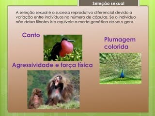 Seleção sexual
Canto
Agressividade e força física
Plumagem
colorida
A seleção sexual é o sucesso reprodutivo diferencial devido a
variação entre indivíduos no número de cópulas. Se o indivíduo
não deixa filhotes isto equivale a morte genética de seus gens.
 