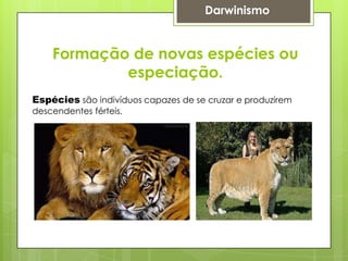 Formação de novas espécies ou
especiação.
Darwinismo
Espécies são indivíduos capazes de se cruzar e produzirem
descendentes férteis.
 