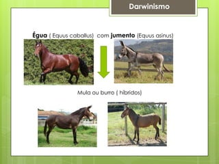 Darwinismo
Égua ( Equus caballus) com jumento (Equus asinus)
Mula ou burro ( híbridos)
 