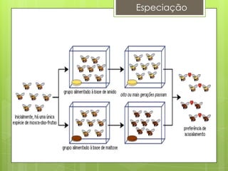 Especiação
 
