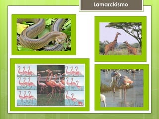Lamarckismo
 