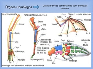 10
Órgãos Homólogos
Características semelhantes com ancestral
comum
 