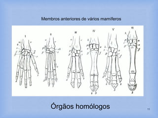 11
Membros anteriores de vários mamíferos
Órgãos homólogos
 