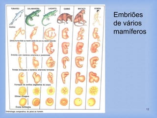 (c) 2007 brainybetty.com ALL RIGHTS
RESERVED.
12
Embriões
de vários
mamíferos
 