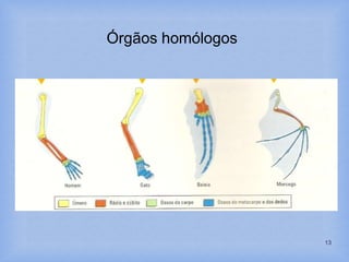13
Órgãos homólogos
 