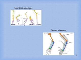 15
Topeira e homem
Membros anteriores
 