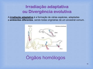 16
A irradiação adaptativa é a formação de várias espécies, adaptadas
a ambientes diferentes, sendo todas originárias de um ancestral comum.
Órgãos homólogos
Irradiação adaptativa
ou Divergência evolutiva
 