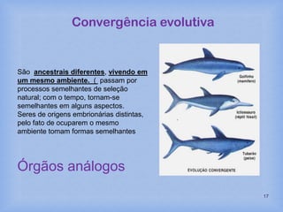 17
Convergência evolutiva
São ancestrais diferentes, vivendo em
um mesmo ambiente. ( passam por
processos semelhantes de seleção
natural; com o tempo, tornam-se
semelhantes em alguns aspectos.
Seres de origens embrionárias distintas,
pelo fato de ocuparem o mesmo
ambiente tomam formas semelhantes
Órgãos análogos
 