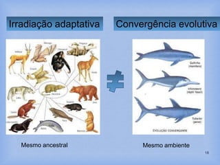 18
Irradiação adaptativa Convergência evolutiva
Mesmo ancestral Mesmo ambiente
 