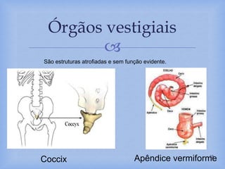 
Órgãos vestigiais
19
São estruturas atrofiadas e sem função evidente.
Coccix Apêndice vermiforme
 