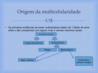 
Origem da multicelularidade
4
• As primeiras evidências de seres multicelulares datam de 1 bilhão de anos
atrás e são compatíveis com águas vivas e vermes marinhos atuais.
Ancestral comum
Arqueobactérias Eubactérias
Plastos Miotocôndrias
Algas e plantas Protozoários,
animais e fungos
 