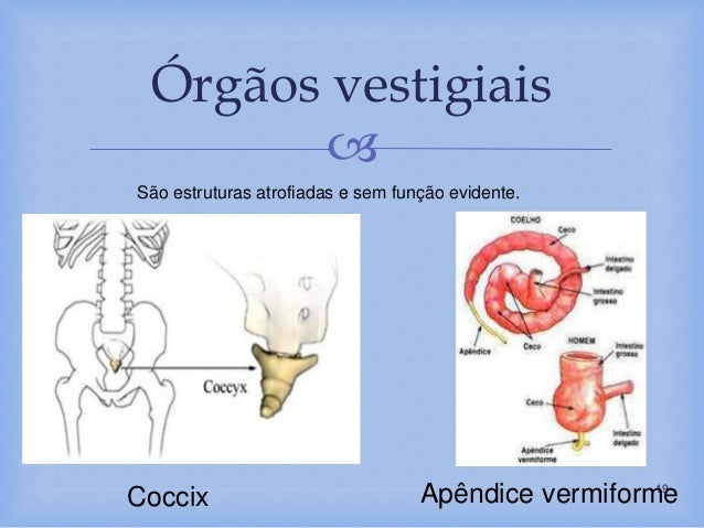 Órgãos Vestigiais Do Corpo Humano: O Que São E 10 Exemplos – DTUQS