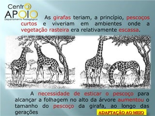   As  girafas  teriam, a princípio,  pescoços curtos  e viveriam em ambientes onde a  vegetação rasteira  era relativamente  escassa .  A  necessidade de esticar o pescoço  para alcançar a folhagem no alto da árvore  aumentou  o tamanho do  pescoço  da girafa, ao longo das gerações ADAPTAÇÃO AO MEIO 