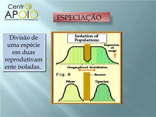 Divisão de uma espécie em duas reprodutivamente isoladas.  ESPECIAÇÃO 