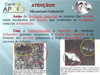 ATENÇÃO!!! Mecanismo Industrial Antes  da  Revolução Industrial   os troncos das  árvores  eram recobertos por  líquens  que conferiam as  mariposas  uma cor  acinzentada .  Com  a  industrialização  o  aumento  de resíduos  poluentes  gasosos, ocasionou a  morte dos líquens  e os troncos das  árvores  passaram a ficar  escurecidos , com o excesso de fuligem.  