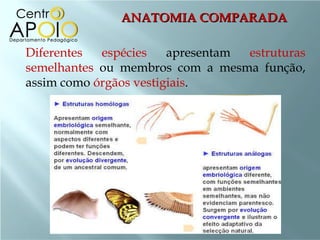 ANATOMIA COMPARADA Diferentes espécies  apresentam  estruturas semelhantes  ou membros com a mesma função, assim como  órgãos vestigiais . 